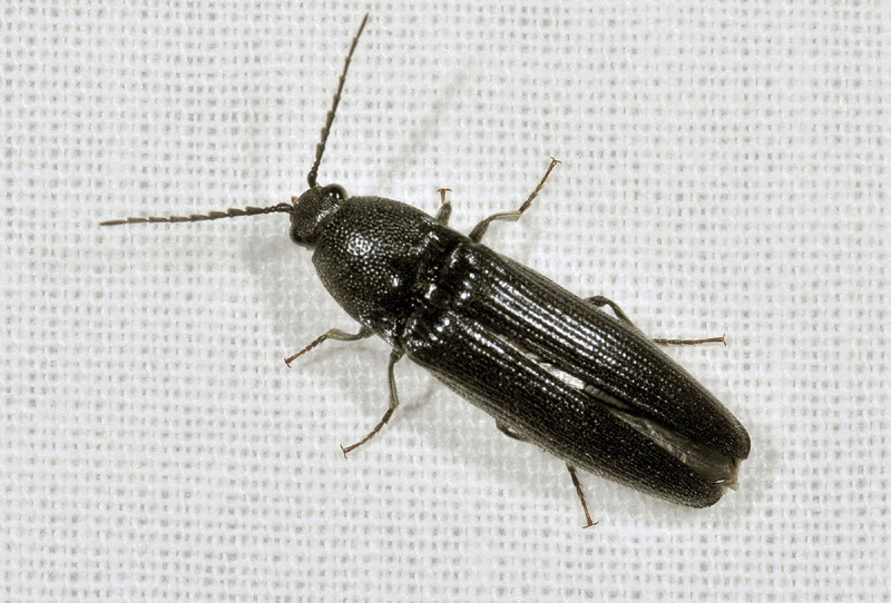 Elateridae:  Melanotus cfr. villosus